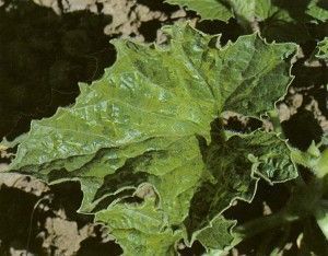 Virus del mosaico de la calabaza enfermedades de las plantas