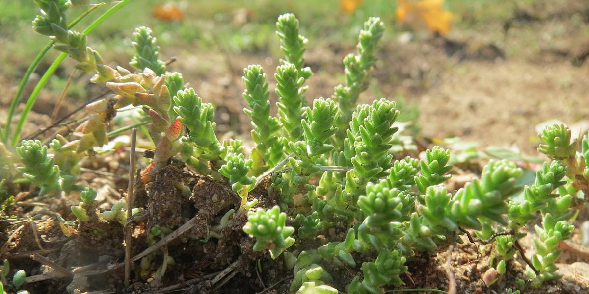Suculenta Sedum acre