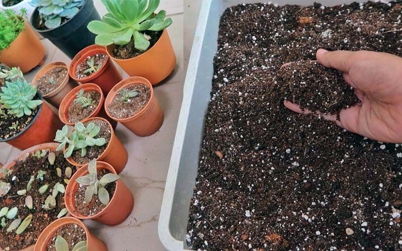Sustrato para trasplantar cactus