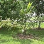 Syagrus amara Tipos de palmeras