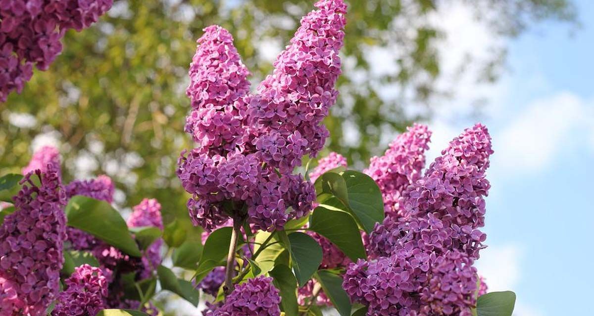 Syringa vulgaris lilo