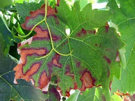 Hoja afectada por yesca