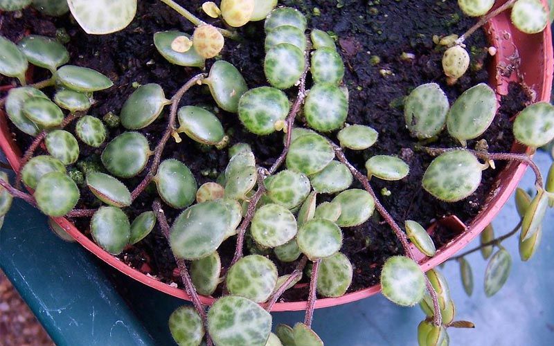 Tallos de Peperomia prostrata