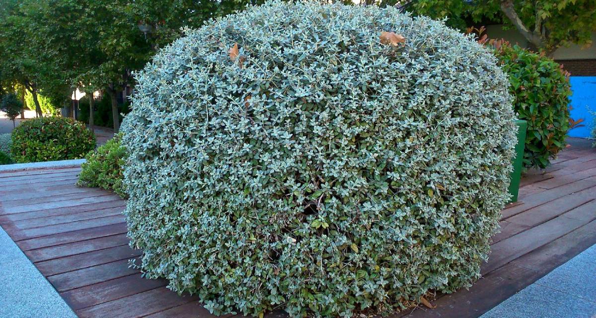 Teucrium fruticans podada