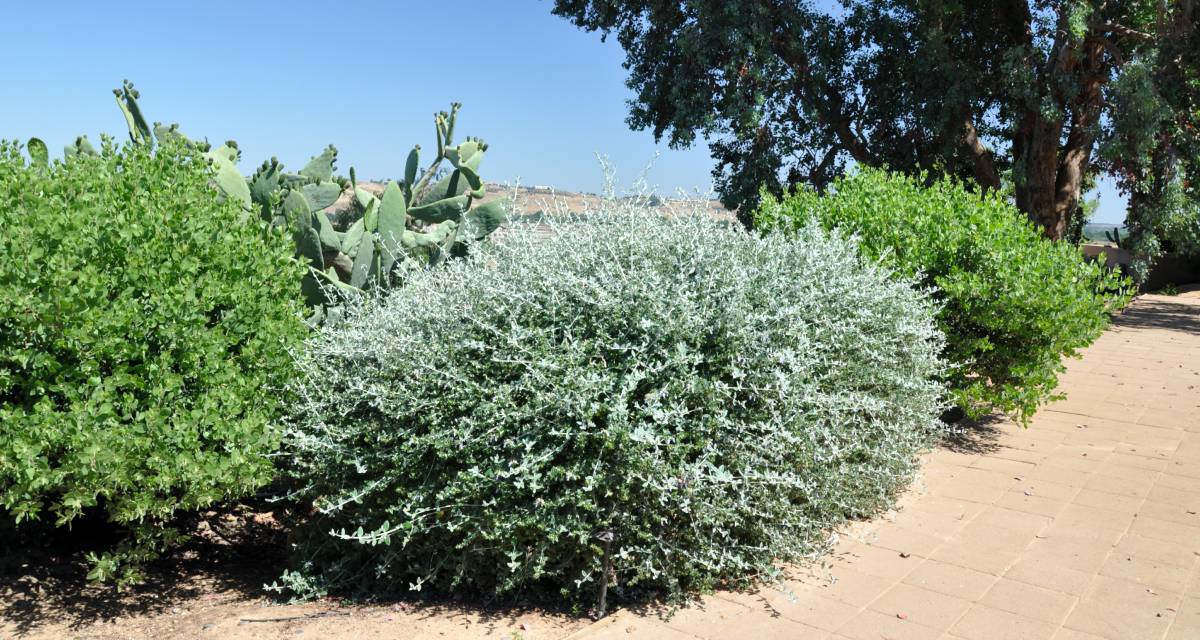 Teucrium fruticans
