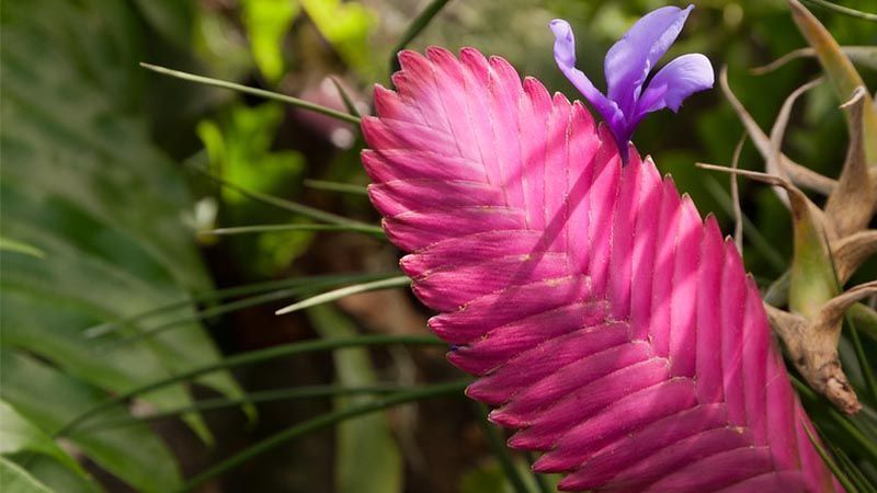 Tillandsia cyanea flor