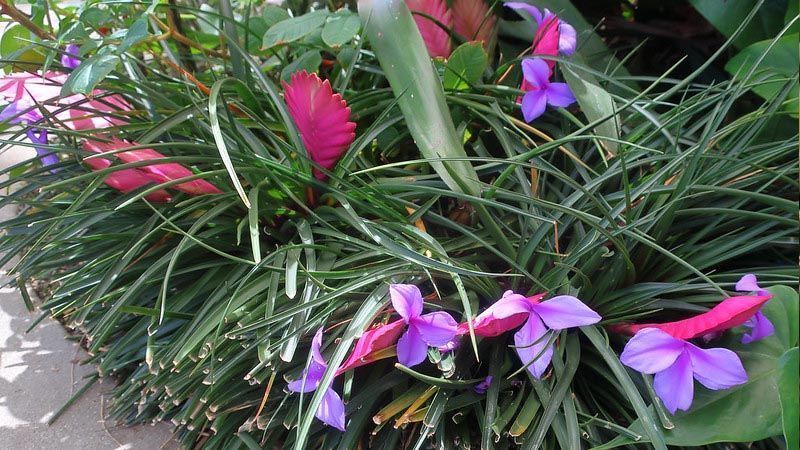 Tillandsia cyanea flor