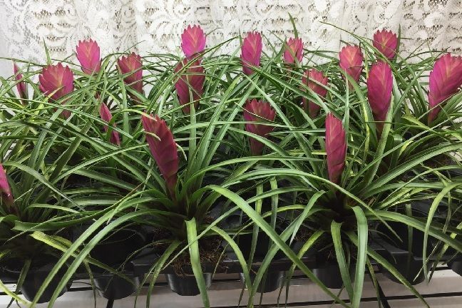 Tillandsia plantas de interior con flor