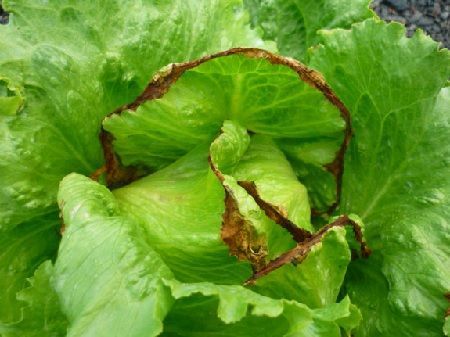Tipburn o carencia de calcio en lechuga