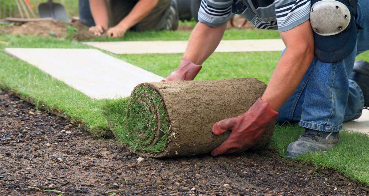 Tipos de césped