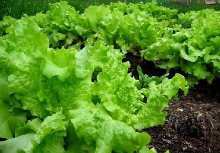 Lechuga cultivada simpson