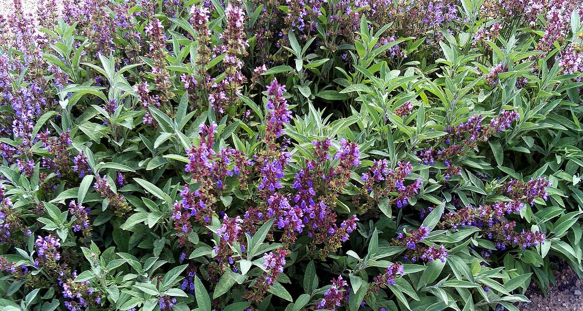 Tipos de salvias