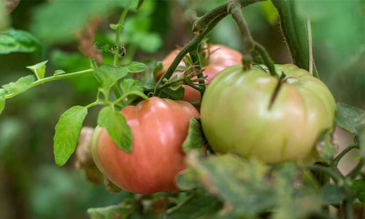 Tomate corazón de buey