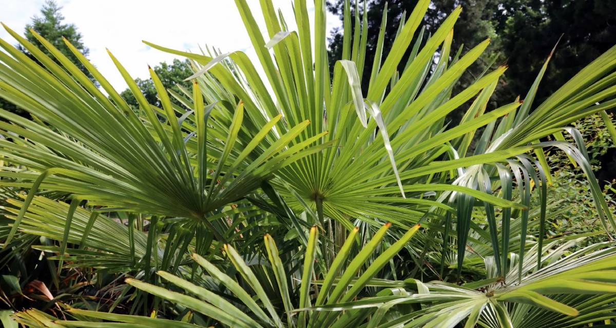 Trachycarpus fortunei