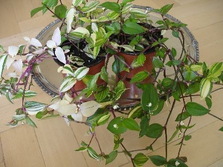 Tradescantia en maceta