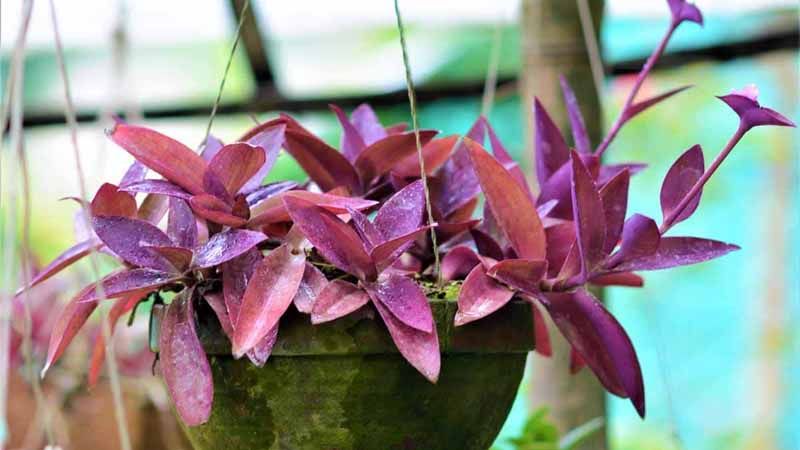Tradescantia pallida en maceta
