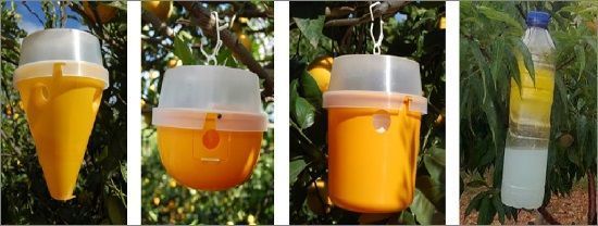 Trampas para mosca de la fruta