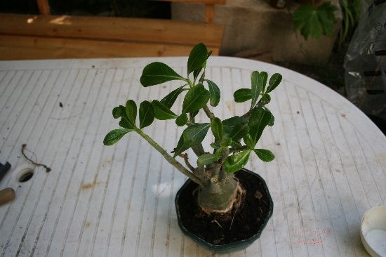 Trasplantado Adenium obesum Trasplantado Adenium obesum