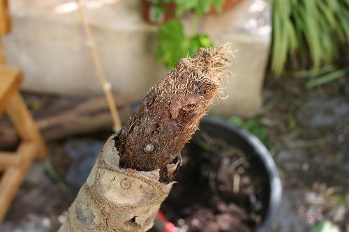 Trasplantando phyllodendrum Trasplantando phyllodendrum