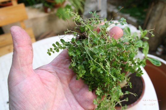 Trasplante Soleiroila soleiroilii Trasplante Soleiroila soleiroilii