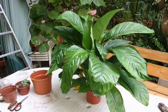 Trasplante a maceta de Spathiphyllum Trasplante a maceta de Spathiphyllum