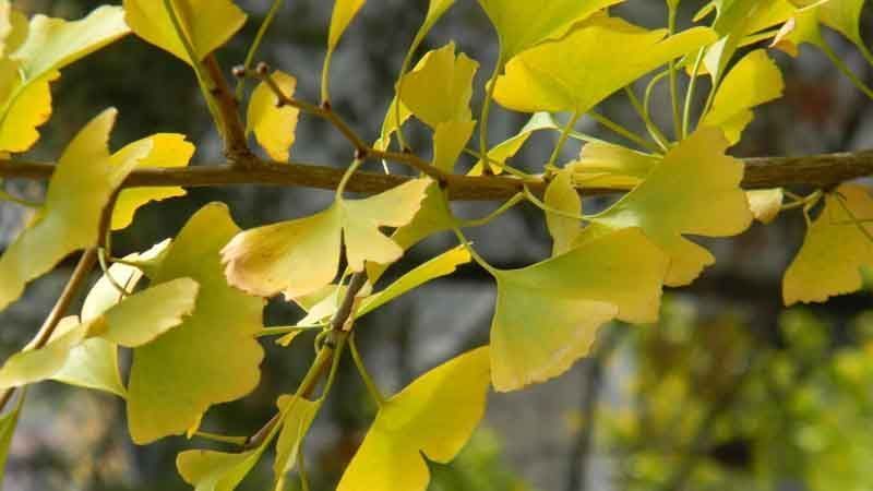 Trasplante de Ginkgo
