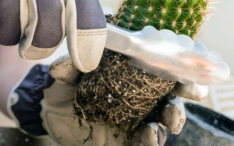 Trasplante de cactus