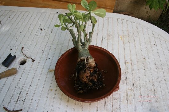 Trasplante de la planta Adenium obesum Trasplante de la planta Adenium obesum