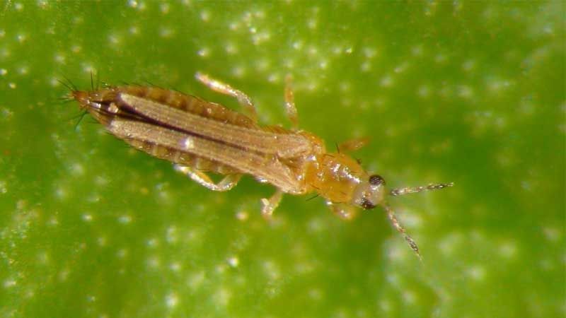Trips Frankliniella occidentalis