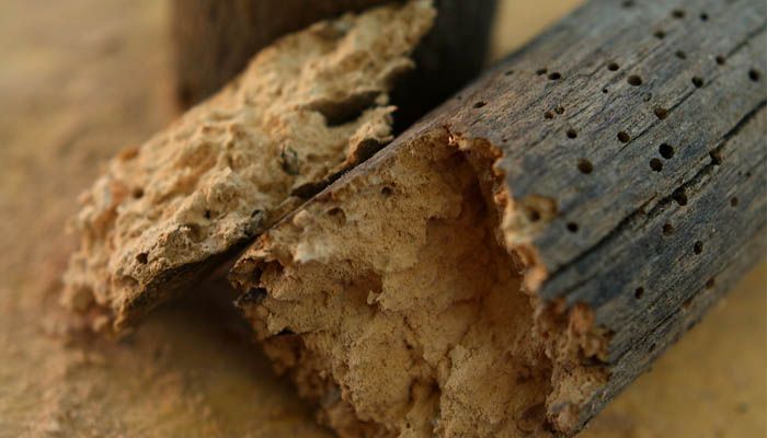 Trucos para eliminar la carcoma con vinagre