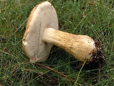 Tylopilus felleus parecida a boletus edulis