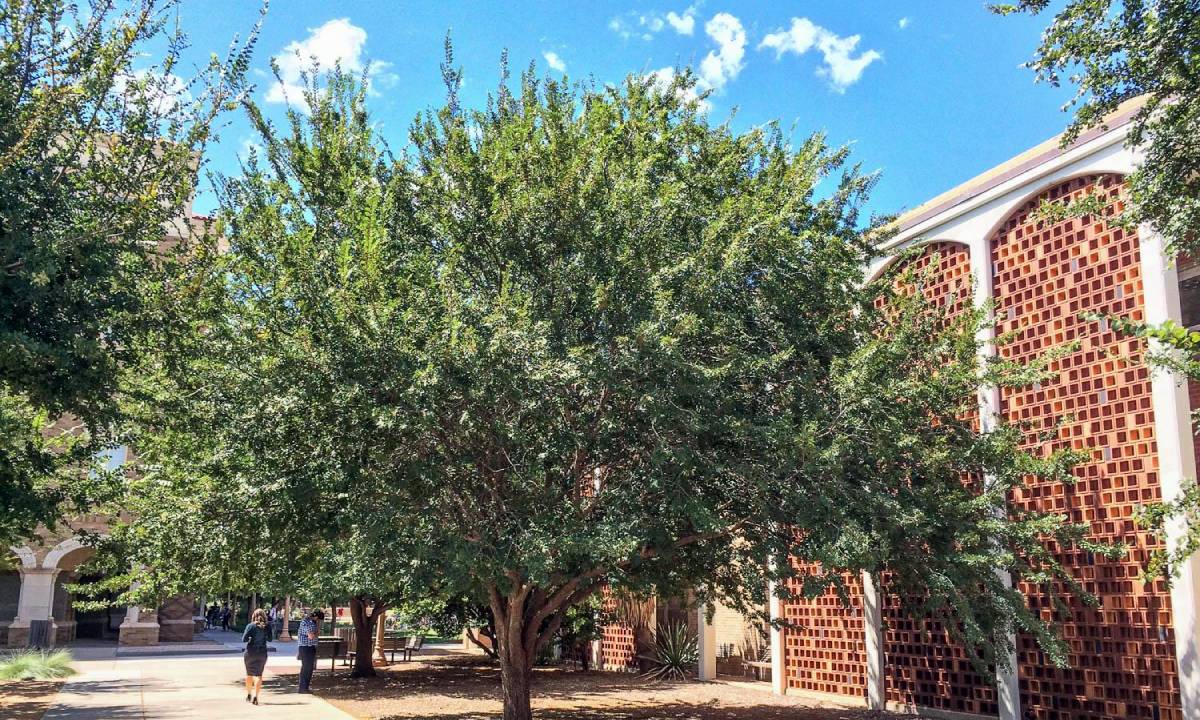 Ulmus parvifolia