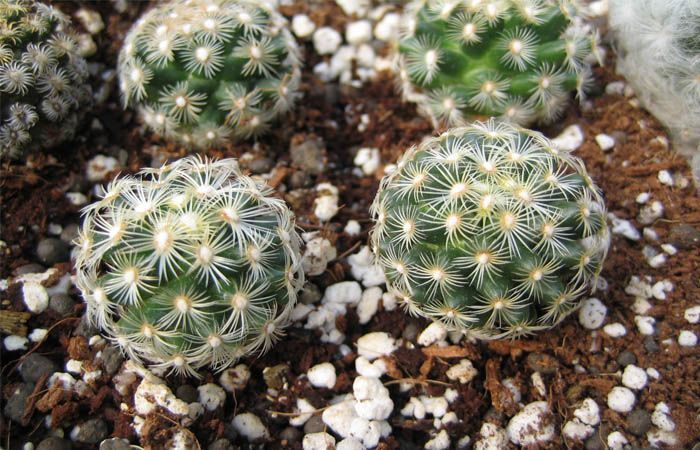 Uso de perlita en plantas