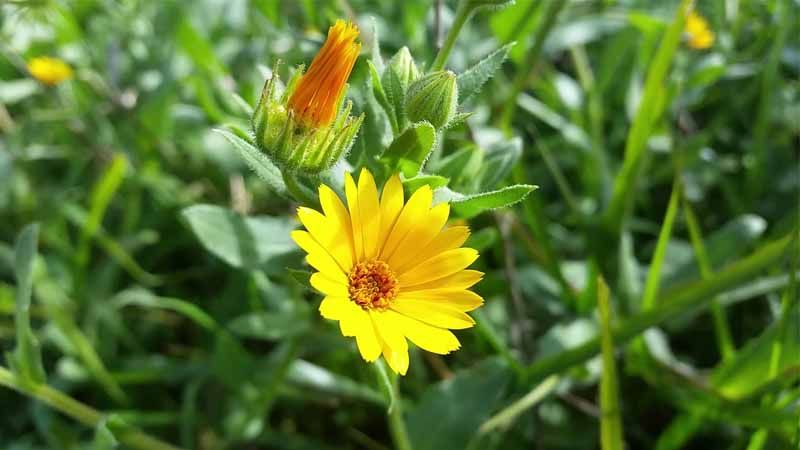Usos de Calendula arvensis