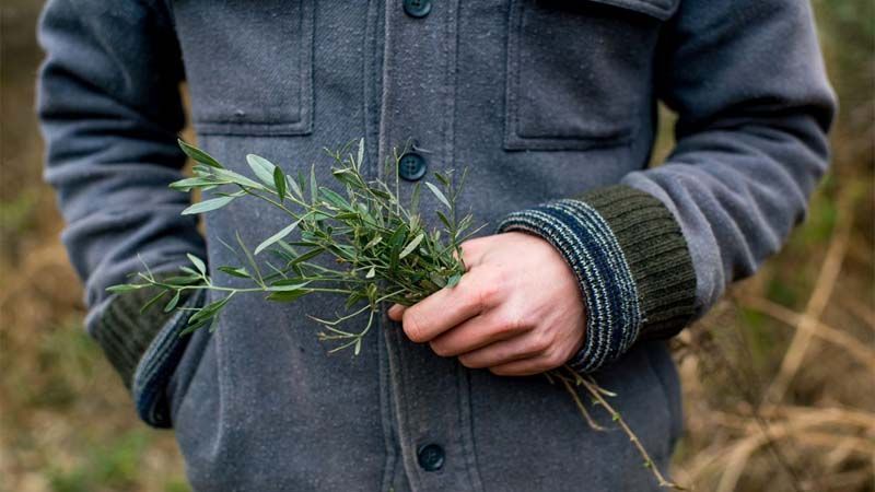 Usos plantas medicinales