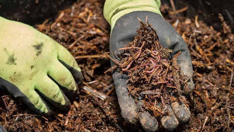 Usos vermicompost