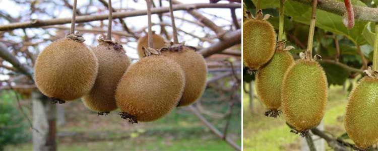 Usos y beneficios del kiwi amarillo