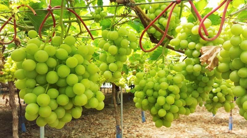Uva de mesa blanca