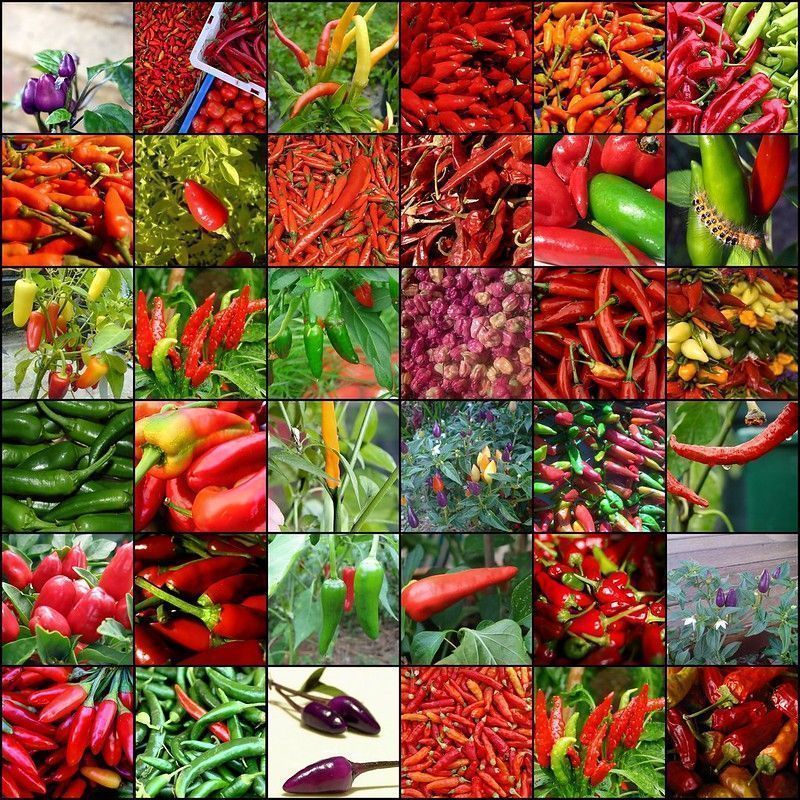 Variedades de chile