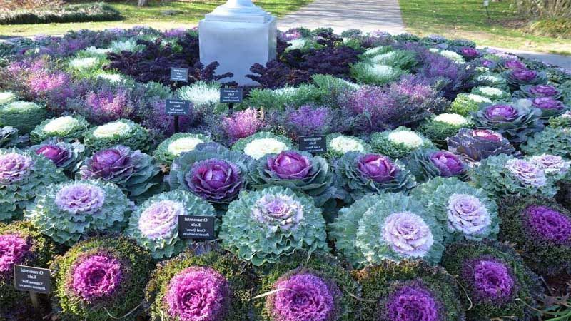 Variedades de col ornamental