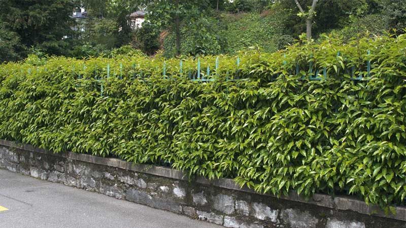 Viburno Viburnum lucidum