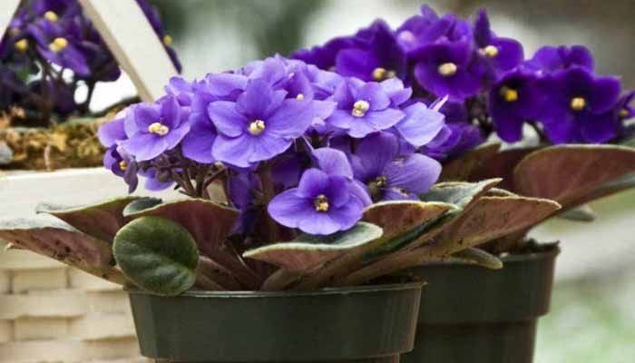 Violeta africana en macetas