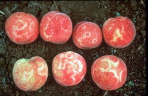 Virus de la sharka enfermedades de las plantas
