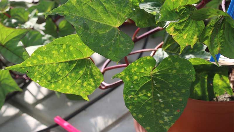 Virus de las plantas