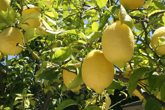 Cuaje del limonero