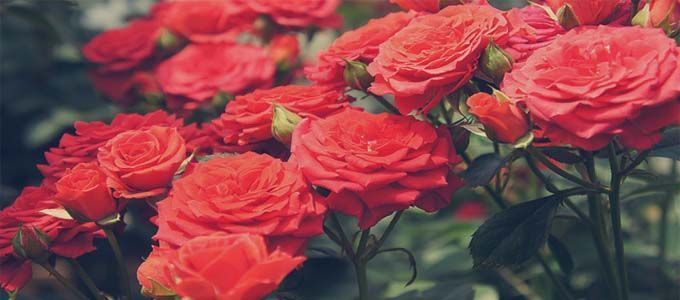 abonado del rosal y caracteristicas