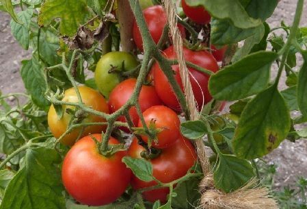 abonado del tomate
