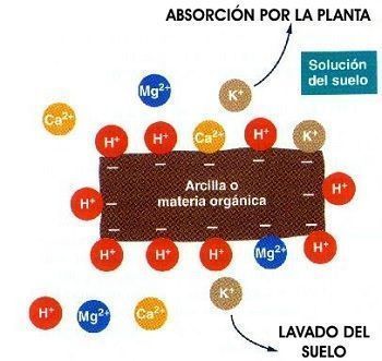 absorción del calcio por la planta