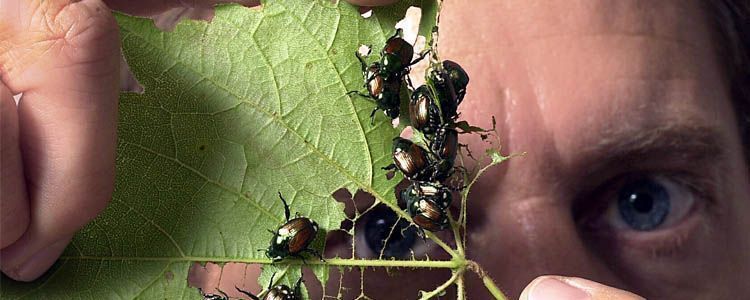 Aceite de neem contra plagas en cultivos