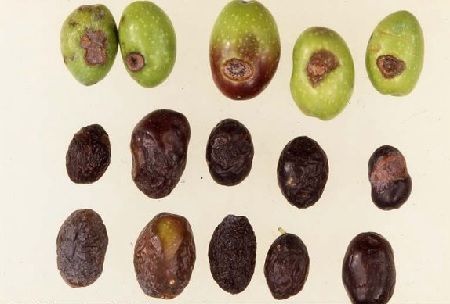 aceituna jabonosa aceituna jabonosa enfermedades del olivo